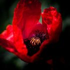 Roter Mohn