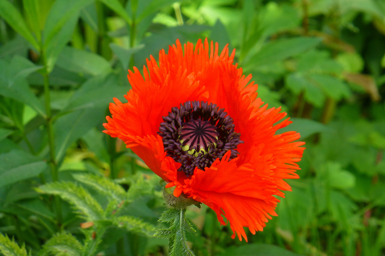 Roter Mohn