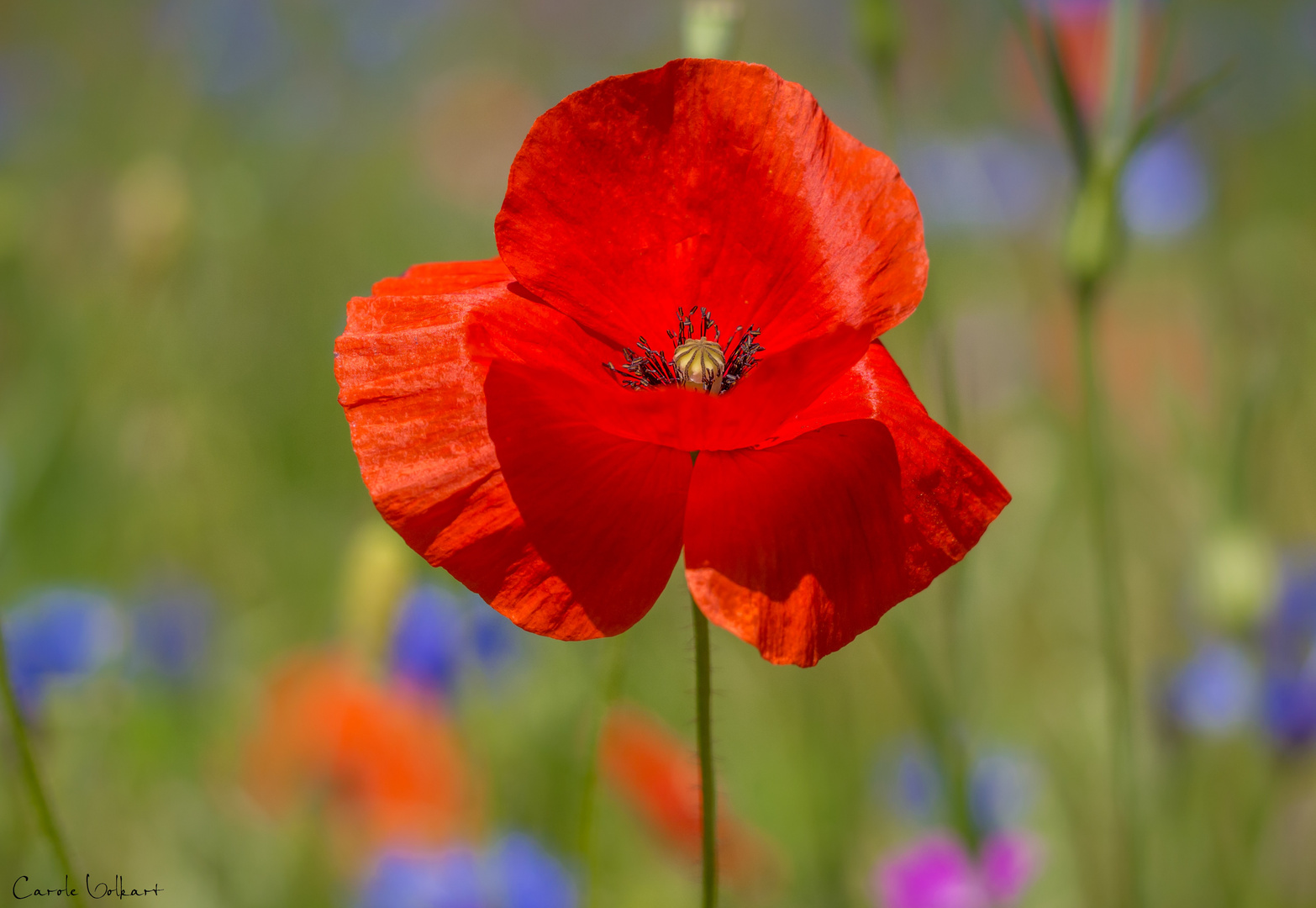 Roter Mohn