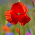 Roter Mohn