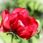 Roter Mohn