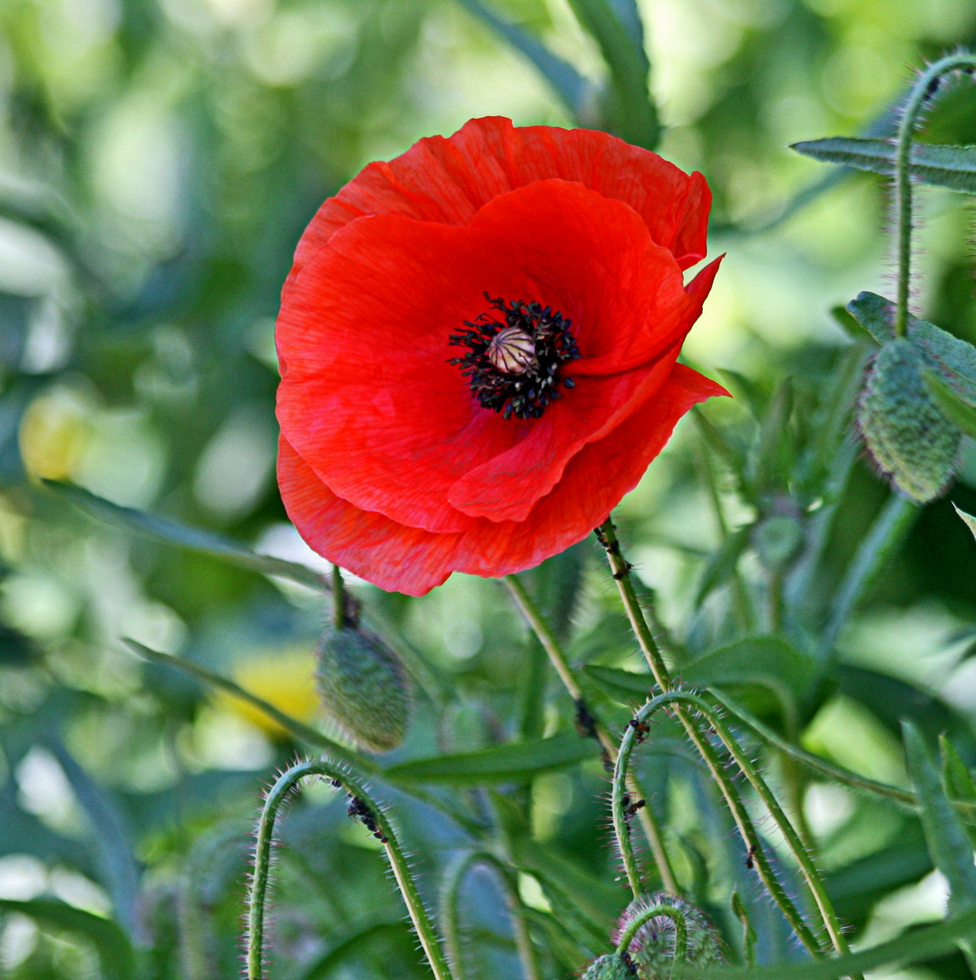 Roter mohn....