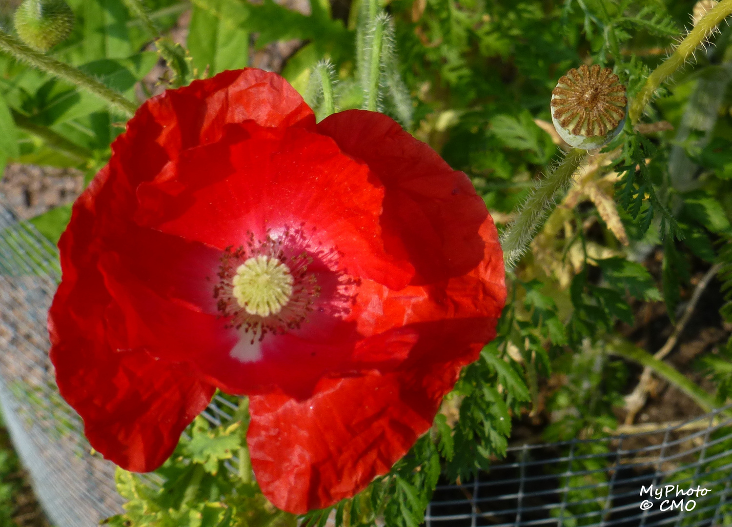 Roter Mohn