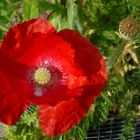 Roter Mohn