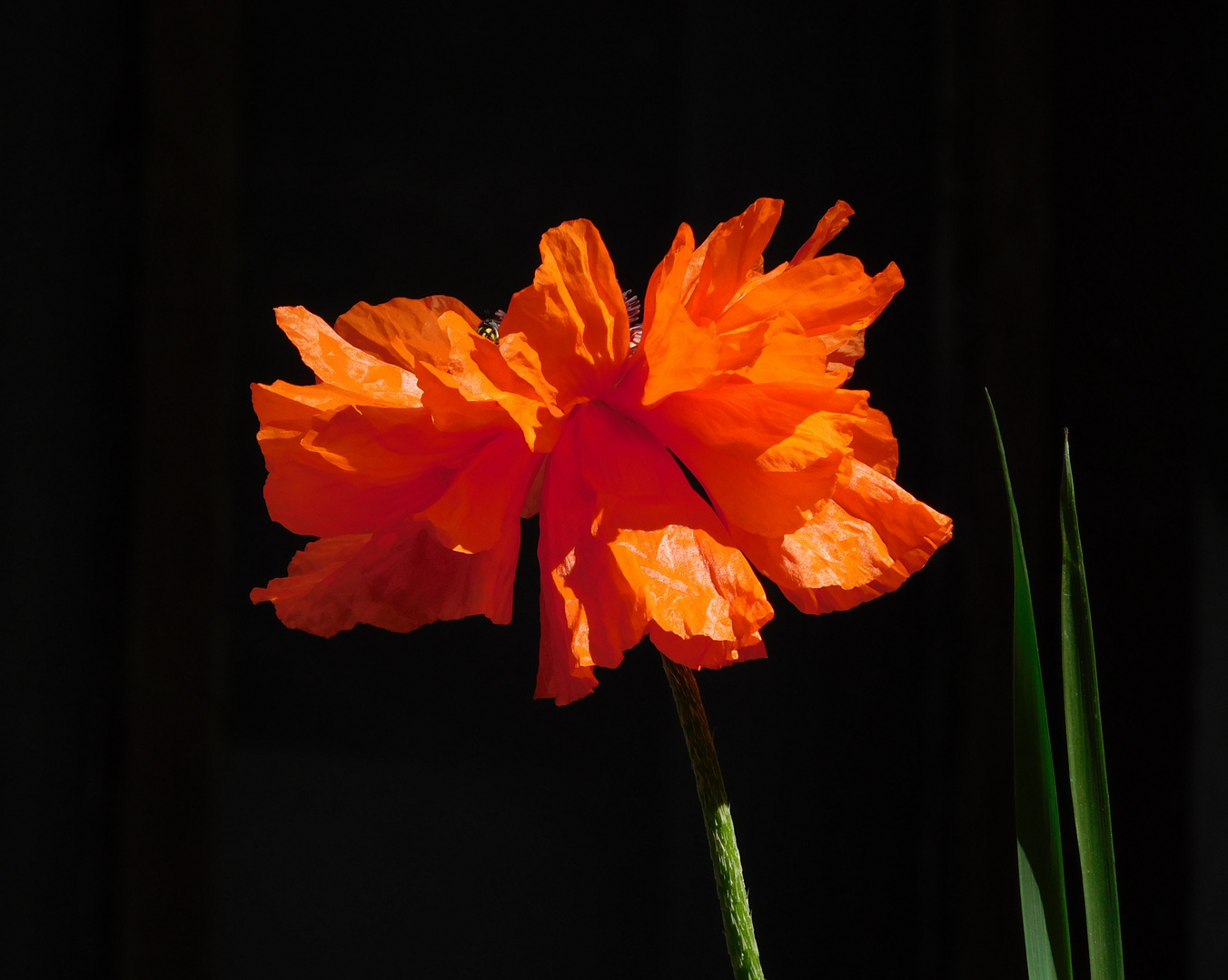 Roter Mohn