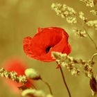 Roter Mohn