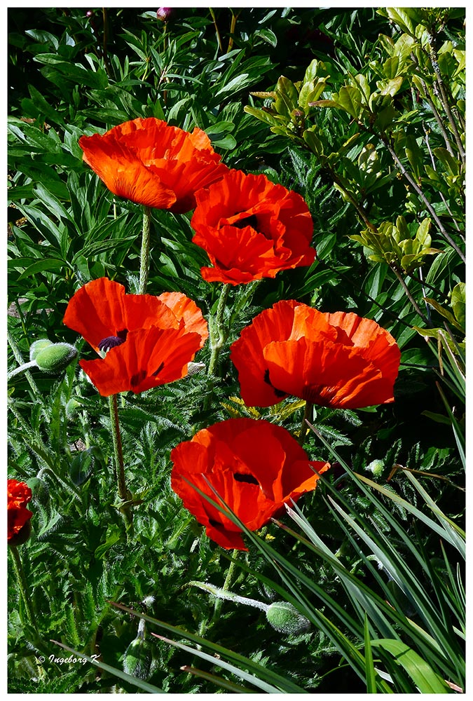 Roter Mohn