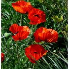 Roter Mohn