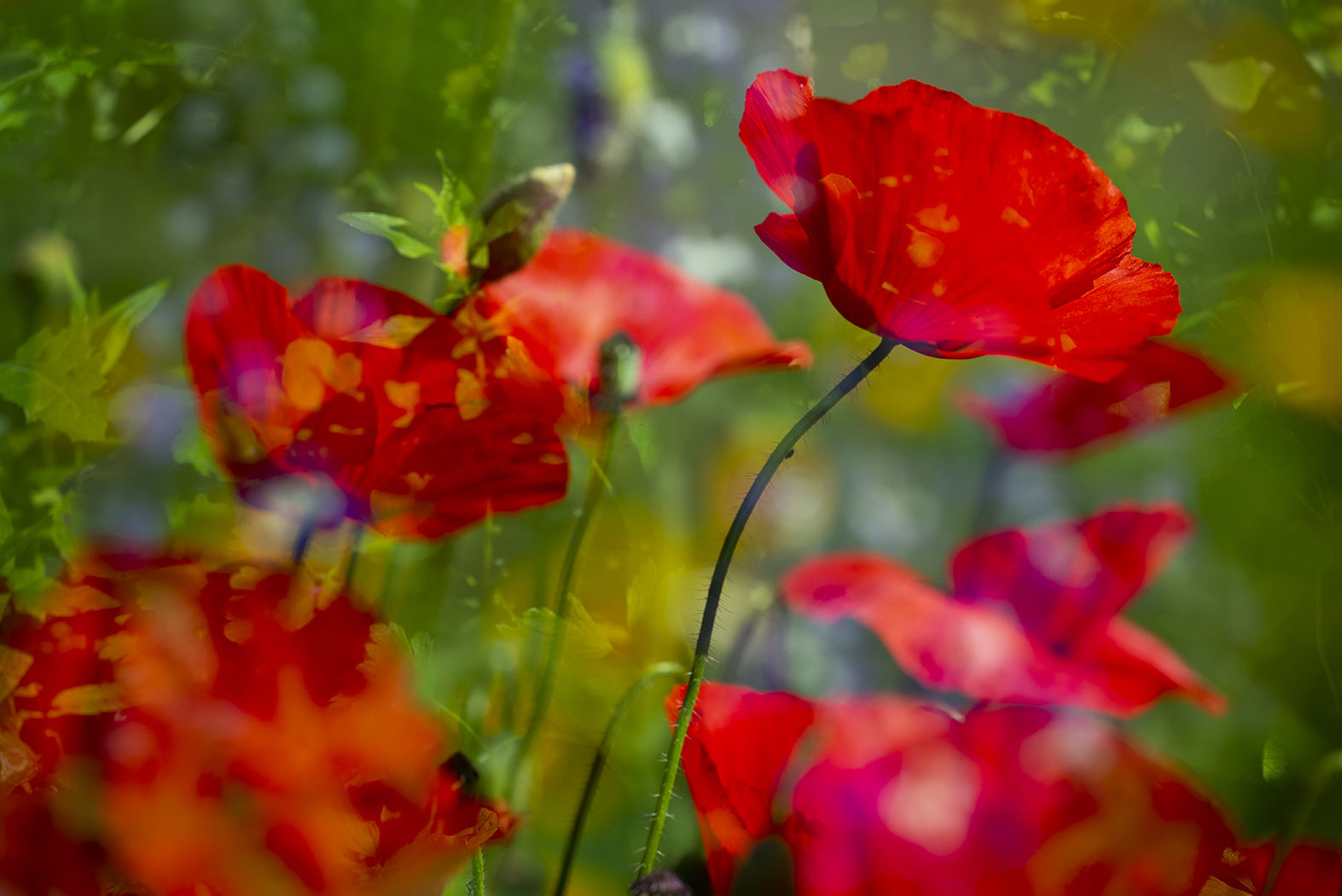 Roter Mohn Foto &amp; Bild | pflanzen, pilze &amp; flechten, blüten ...
