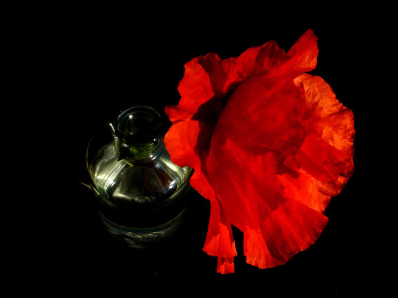 Roter Mohn