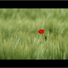 Roter Mohn