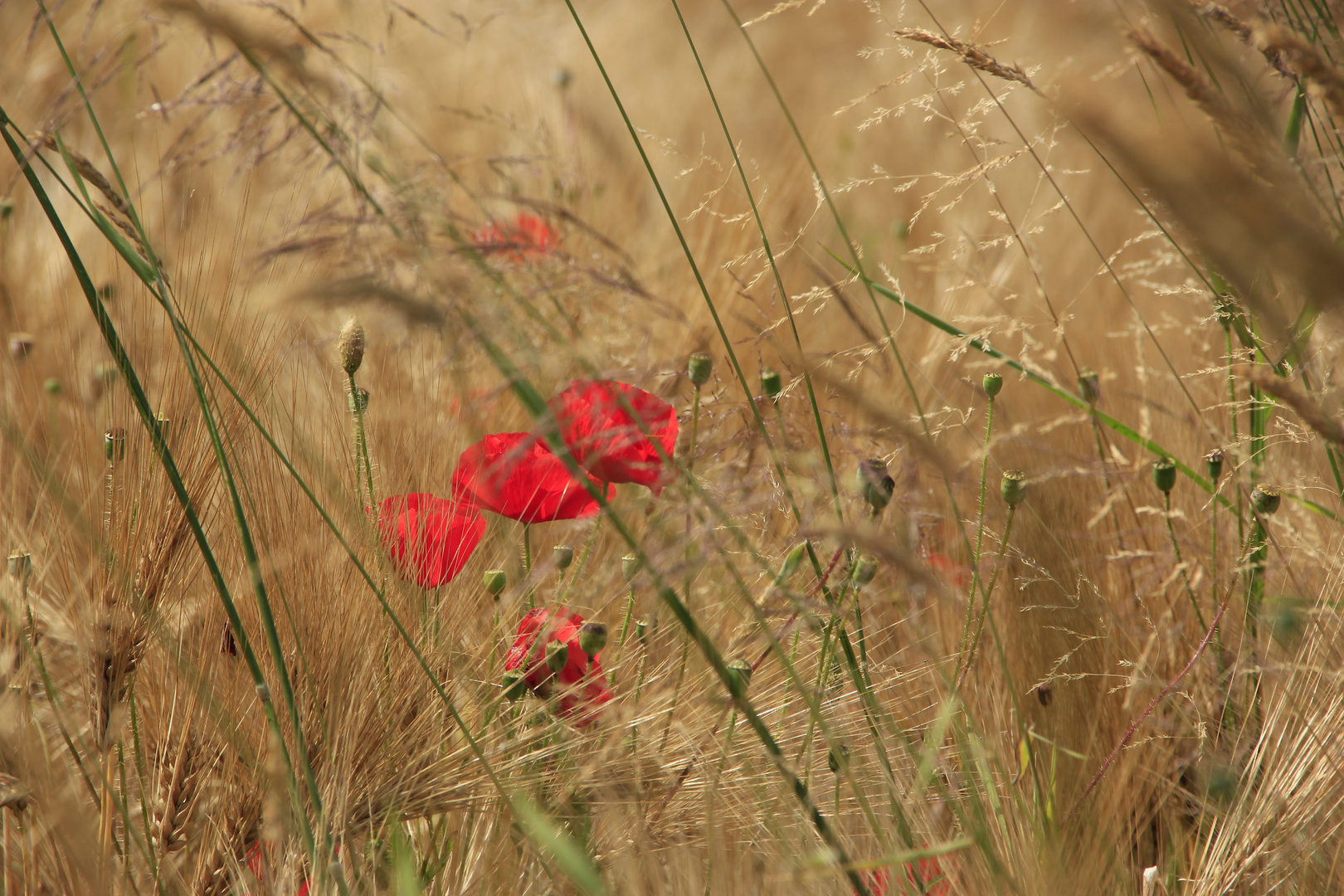 roter Mohn