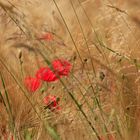 roter Mohn