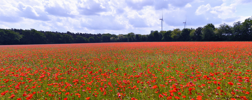 Roter Mohn