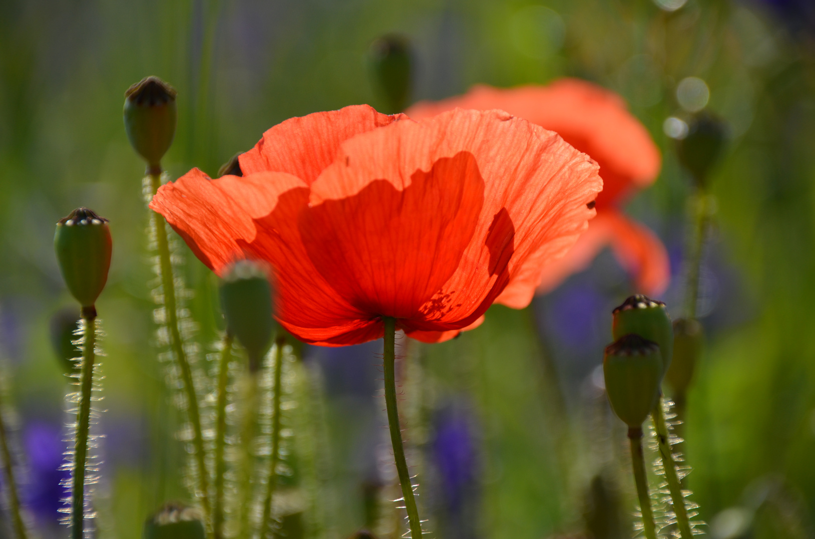 Roter Mohn