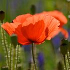 Roter Mohn