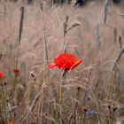 Roter Mohn