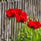 Roter Mohn