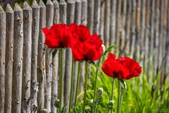 Roter Mohn