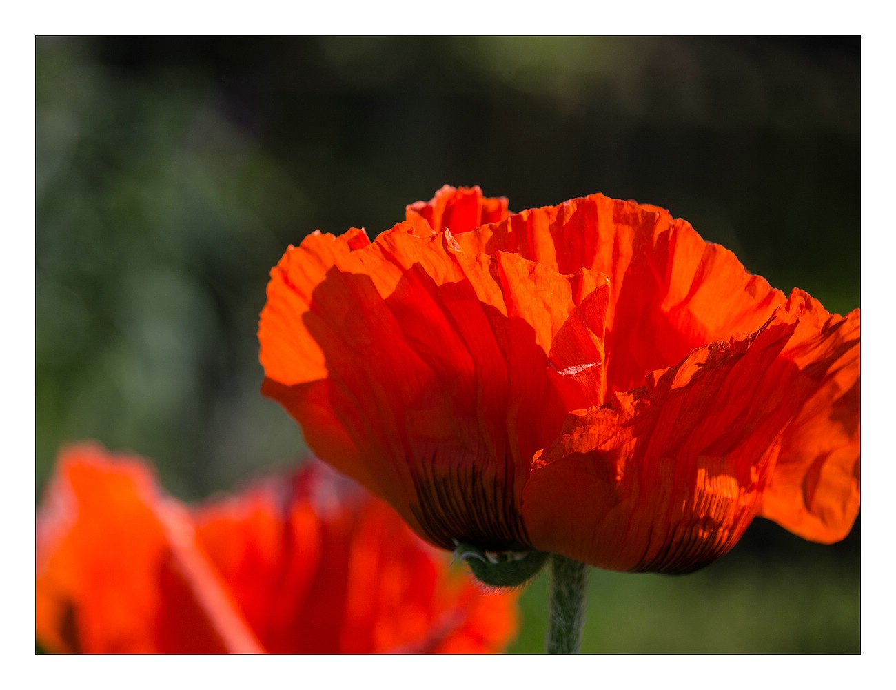 roter Mohn