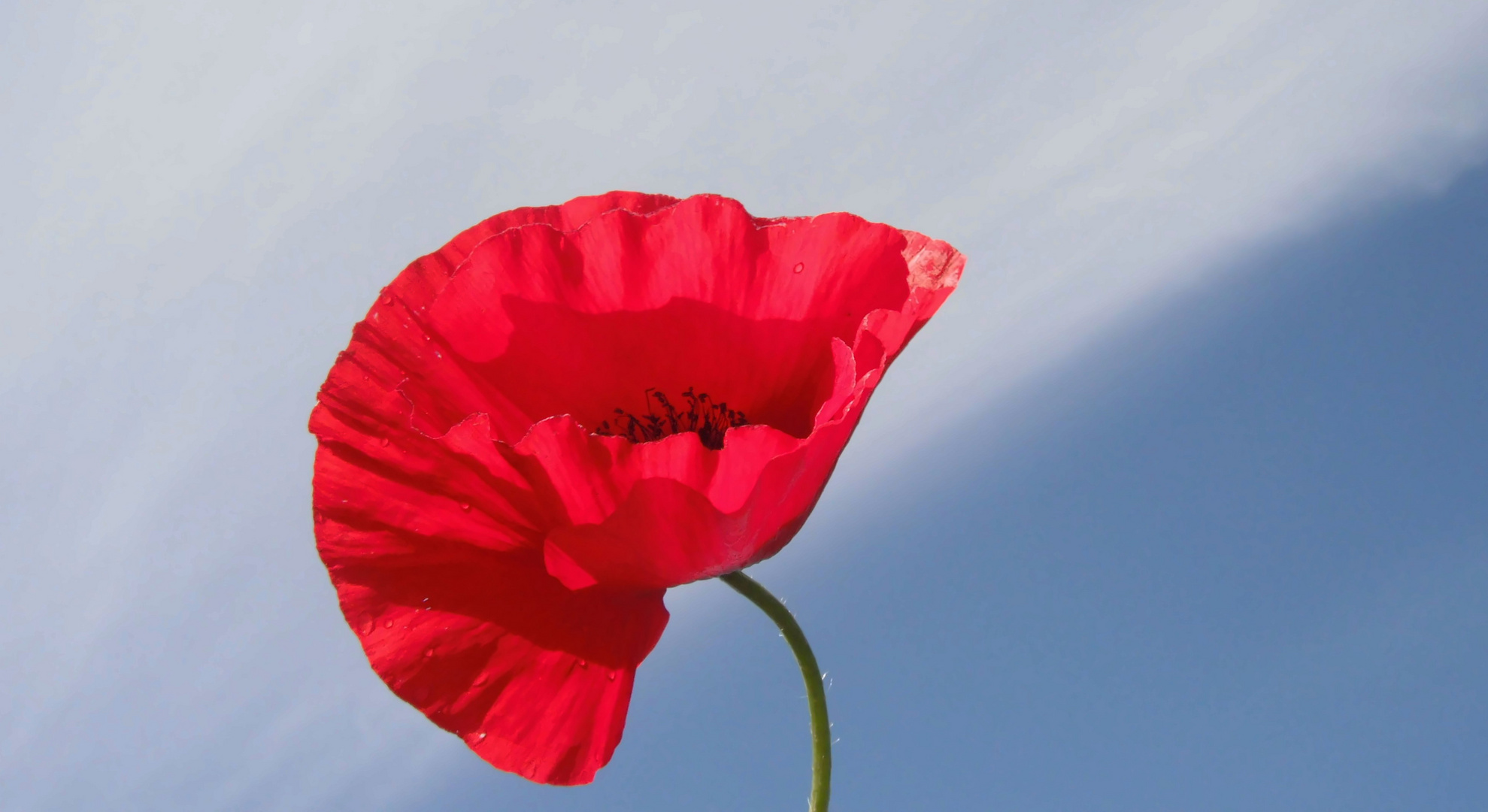 roter Mohn gegen den Himmel 2