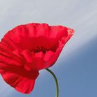 roter Mohn gegen den Himmel 2