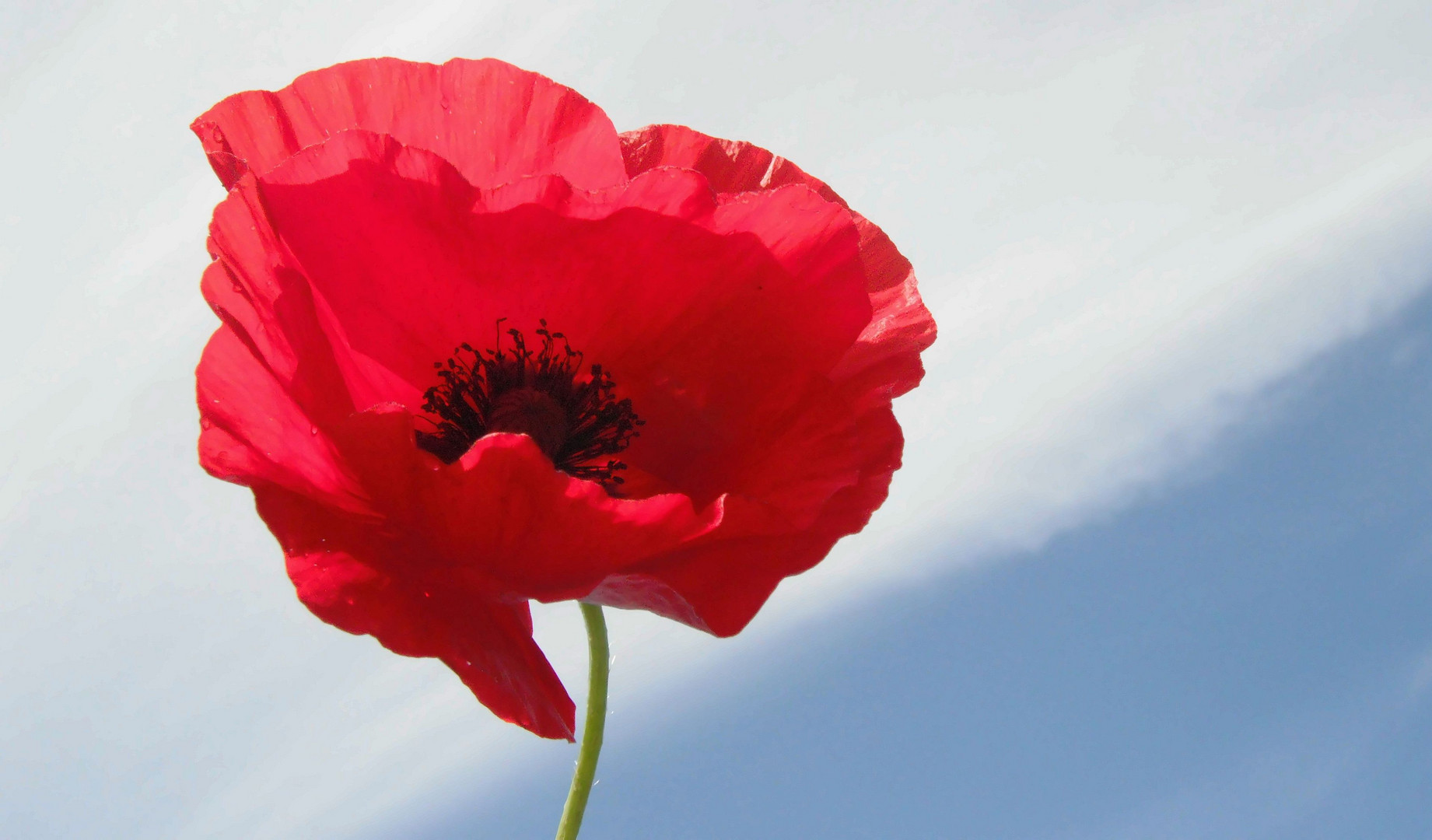 roter Mohn gegen den Himmel