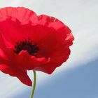 roter Mohn gegen den Himmel