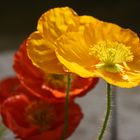 Roter Mohn, Gelber Mohn