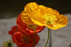 Roter Mohn, Gelber Mohn