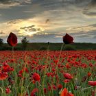 Roter Mohn I