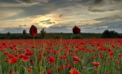 Roter Mohn I