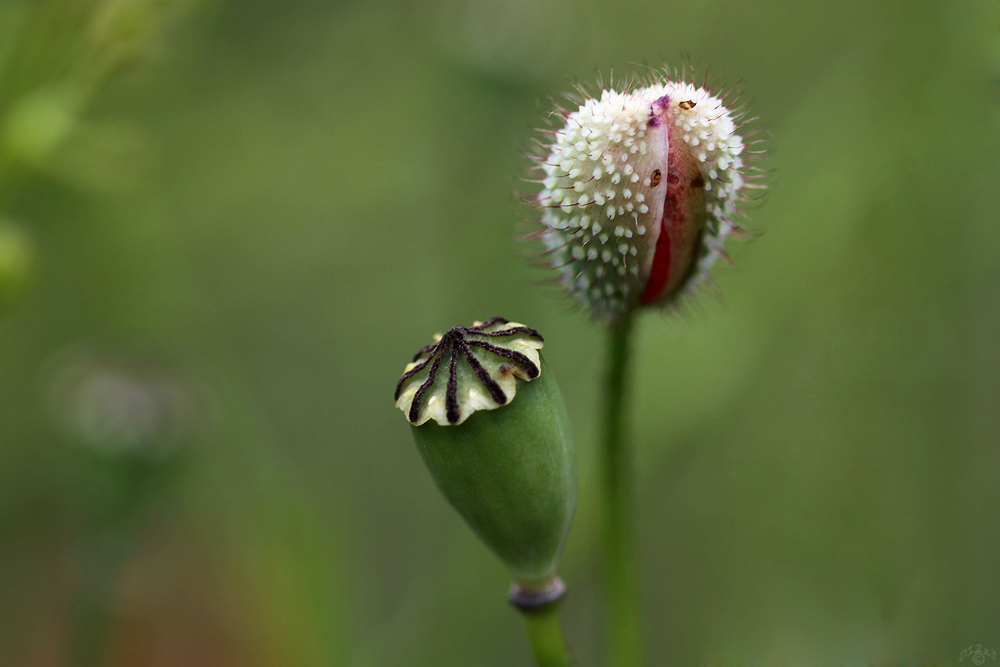 Roter Mohn - Ich platze gleich ...  ;-)