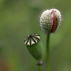 Roter Mohn - Ich platze gleich ...  ;-)