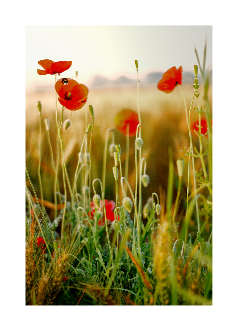 roter Mohn II