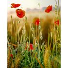 roter Mohn II