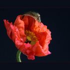 Roter Mohn III