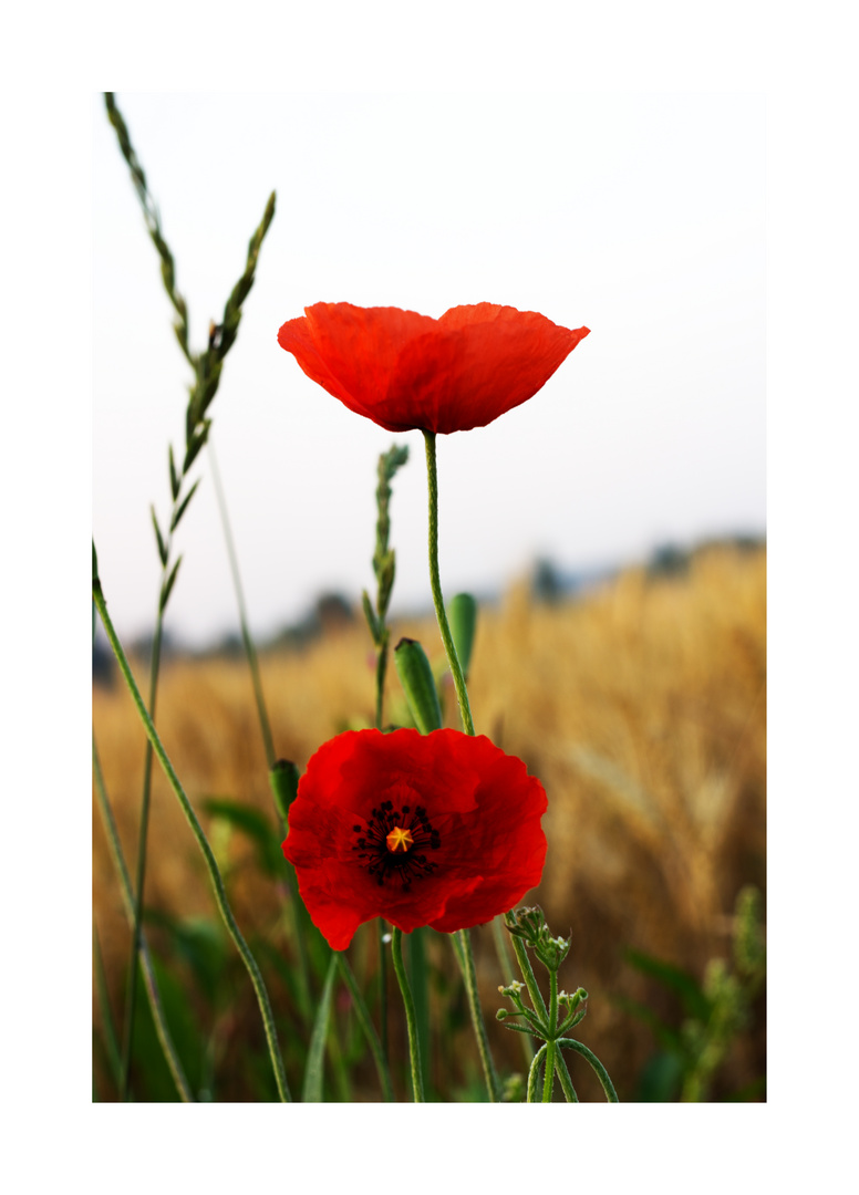 roter Mohn III