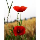 roter Mohn III