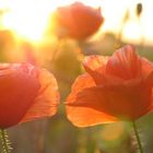 Roter Mohn im Abendlicht