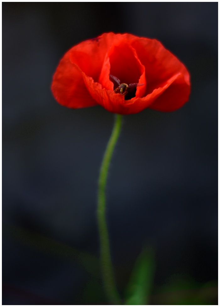 Roter Mohn im Garten der Schwester