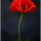 Roter Mohn im Garten der Schwester