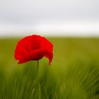 Roter Mohn im Gerstenfeld -- Poppy within barley field