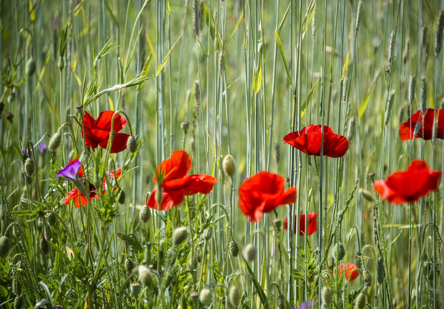 roter Mohn im Getreide