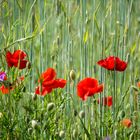 roter Mohn im Getreide