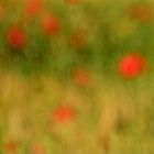 Roter Mohn im Getreidefeld