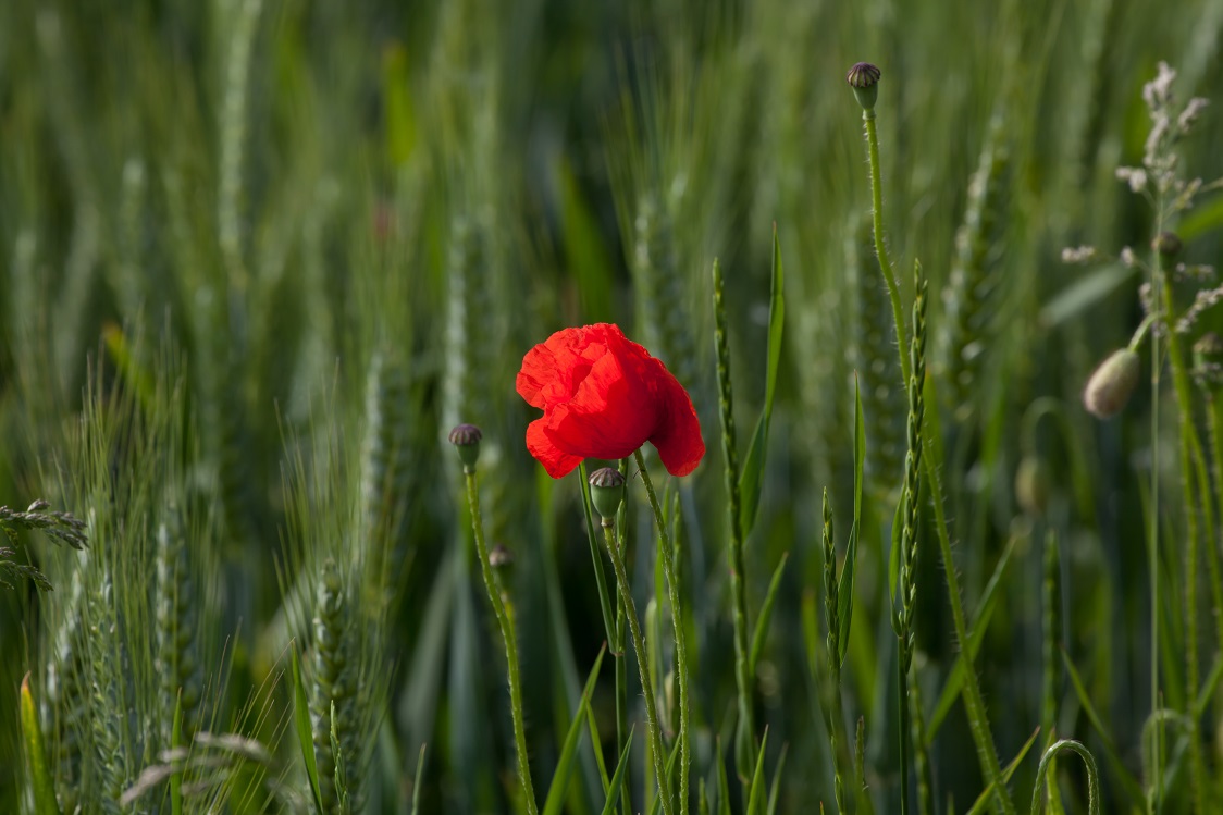 roter Mohn im grünen Gerstenfeld im Frühling