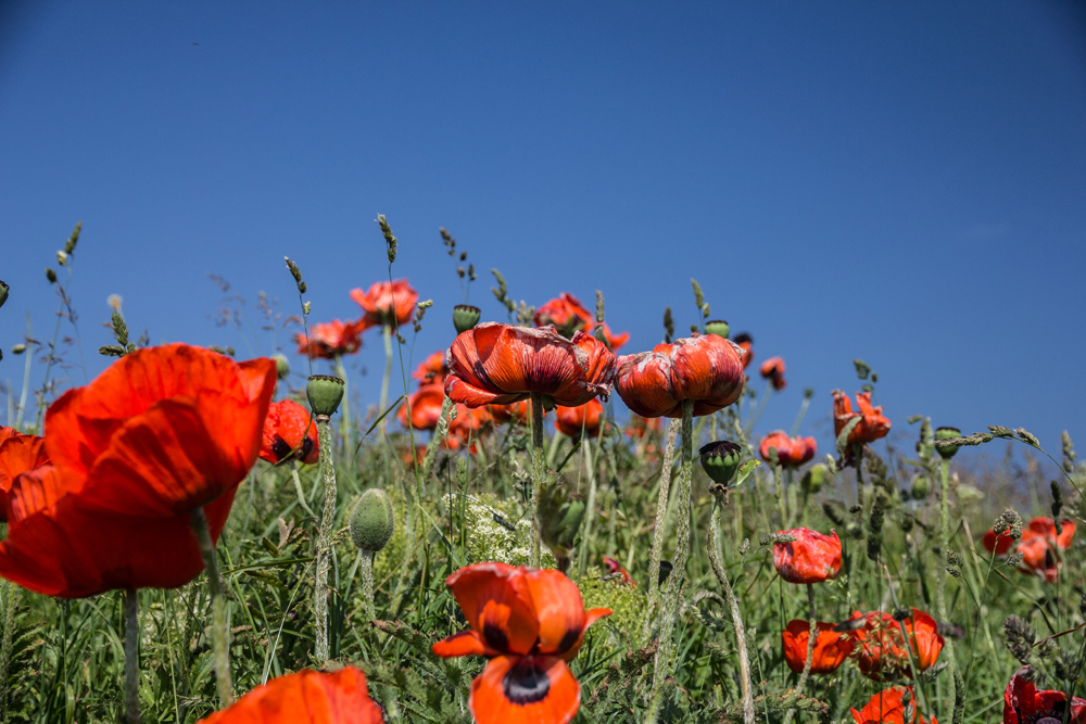 Roter Mohn im grünen Gras vor blauem Himmel