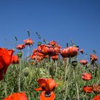 Roter Mohn im grünen Gras vor blauem Himmel