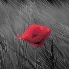 Roter Mohn im Kornfeld SW